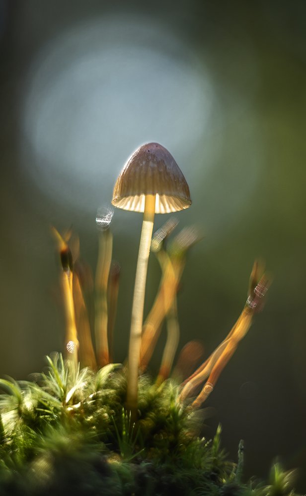 Photograph by Николай Андреев