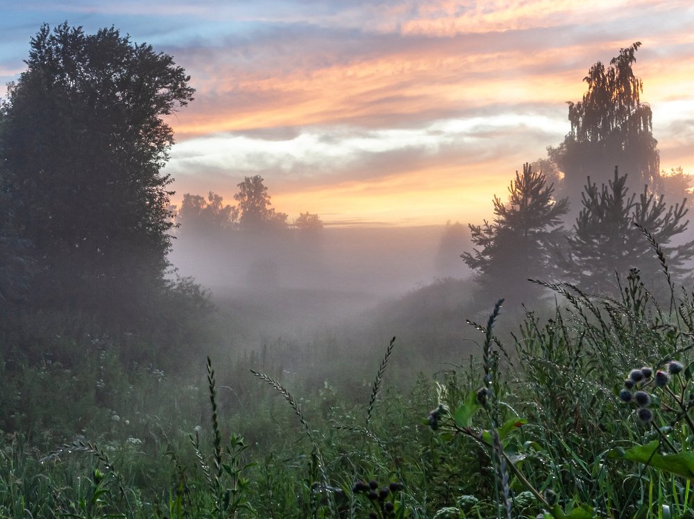 ТУМАН НА КОСОГОРЕ