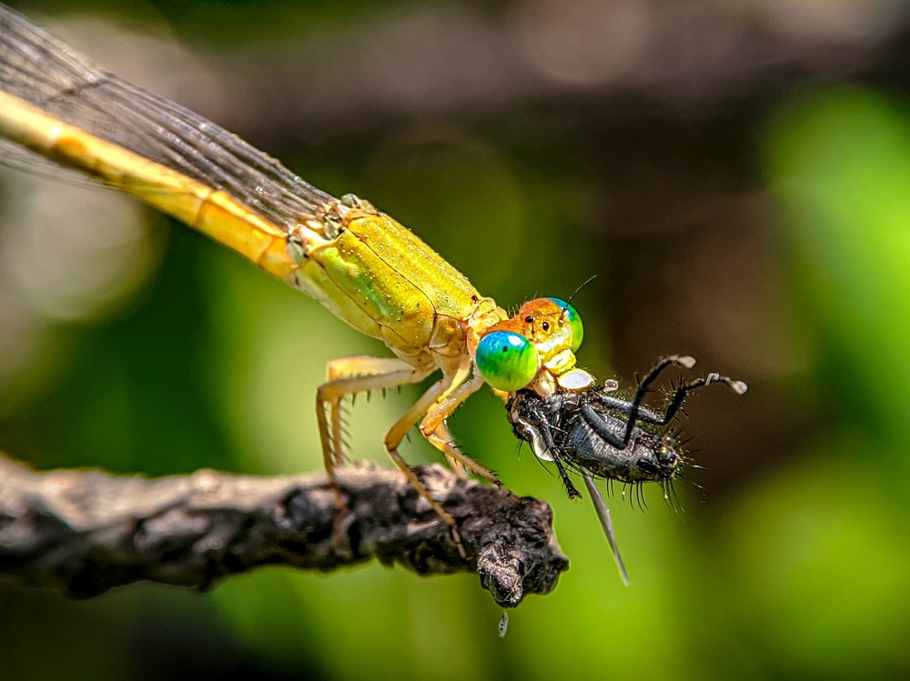 Damselfly with kill