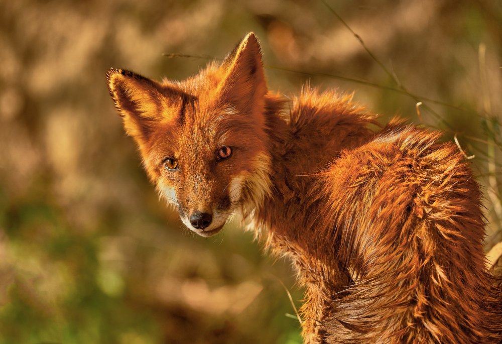 Photograph by Дмитрий Нежданов