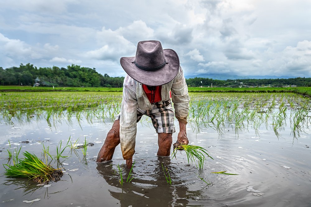 Dionesio planting rice