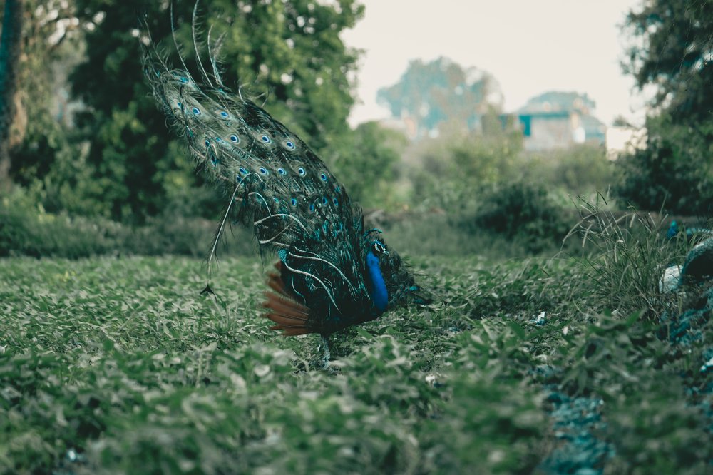 Photograph by Aman Prajapat