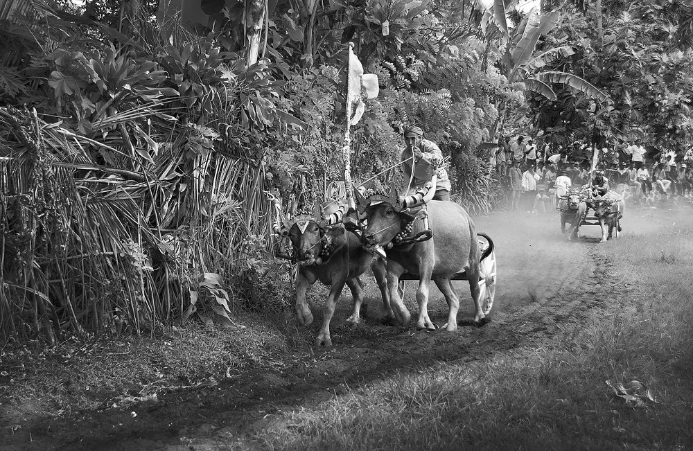 Photograph by  I Made Arya Dwita Dedok