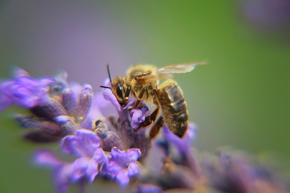 Труженница