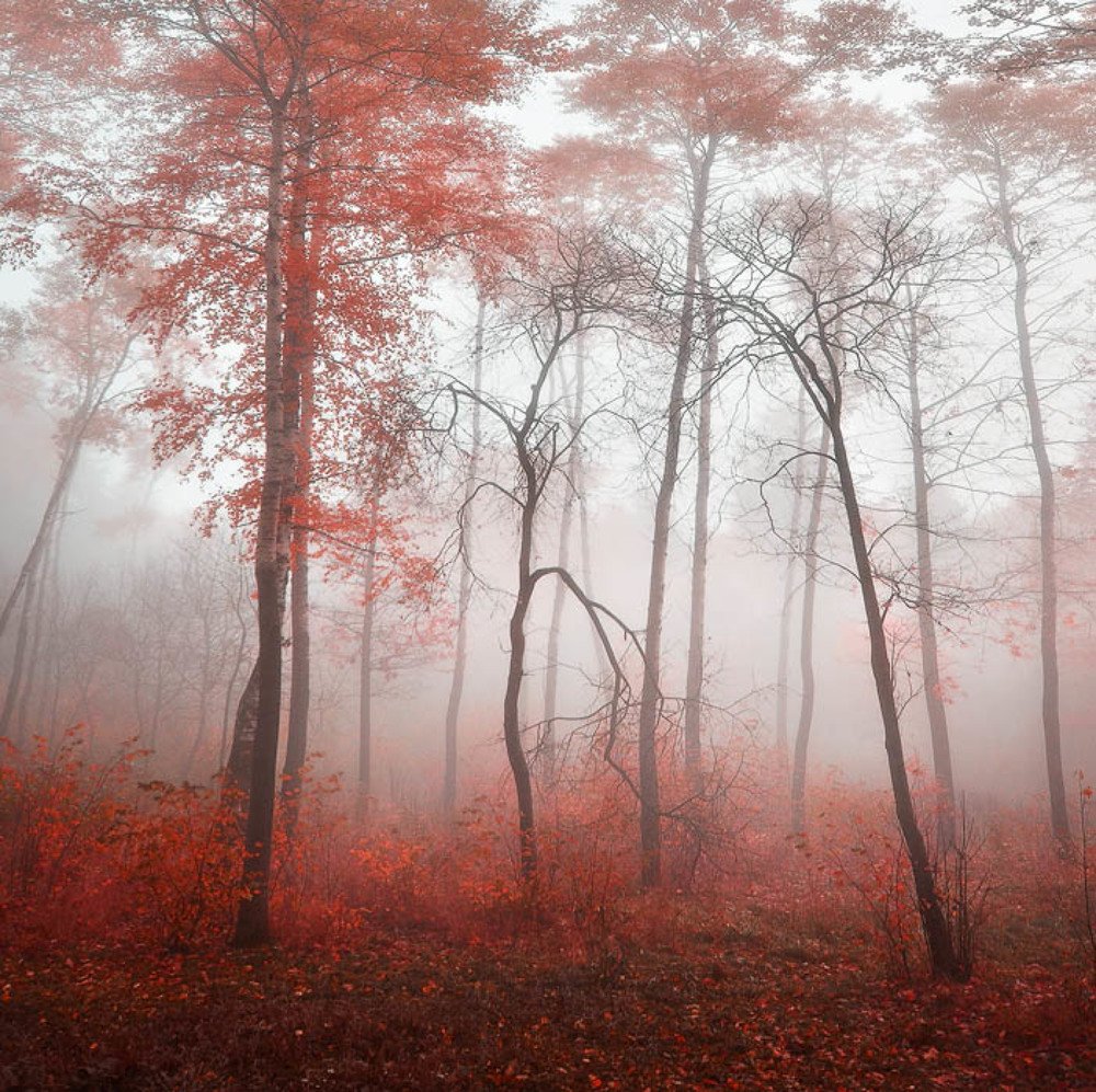 Photograph by Людмила Сиденко