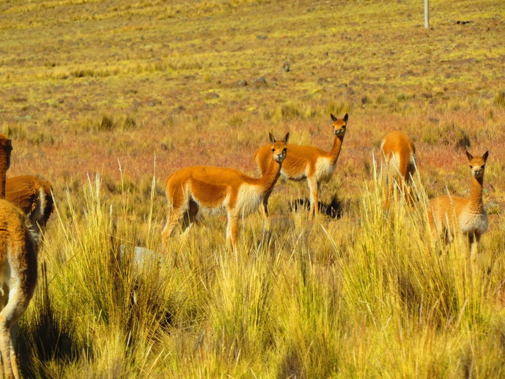 Фотография автора Segundo Antonio Carrasco Carrasco