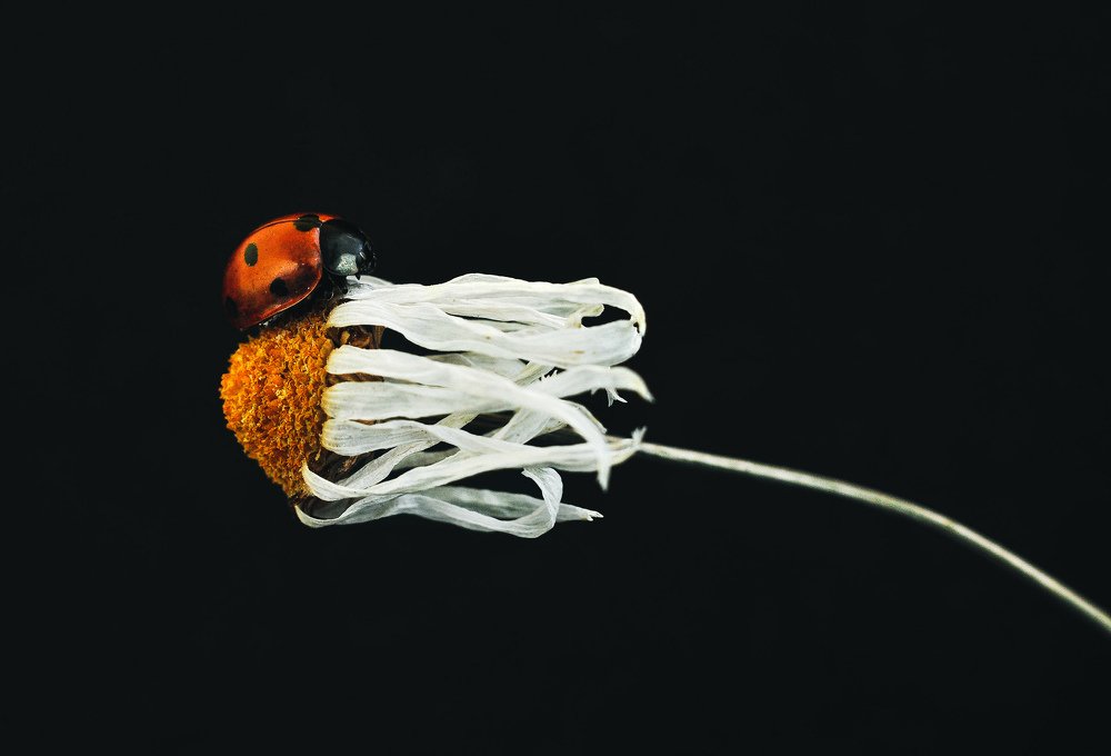 Photograph by Олеся zme