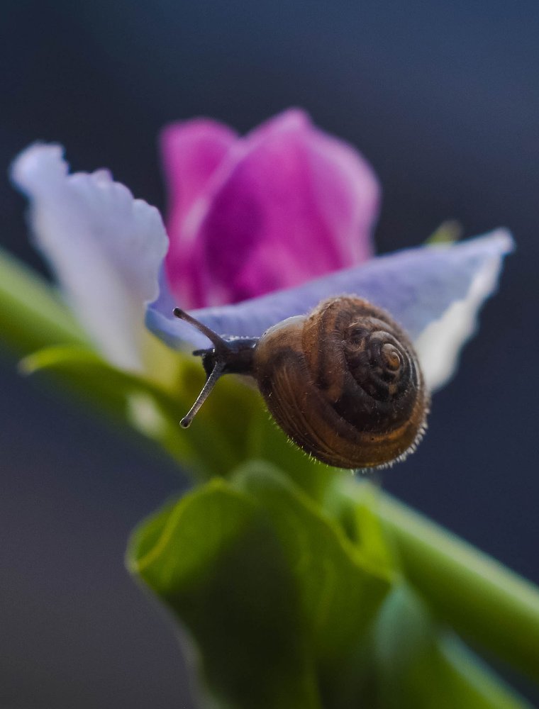 Photograph by Олеся zme