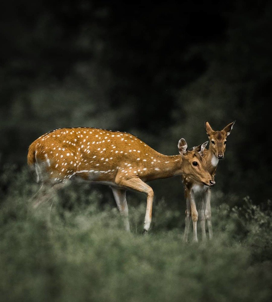 Photograph by Anirudh Vidyabhushan