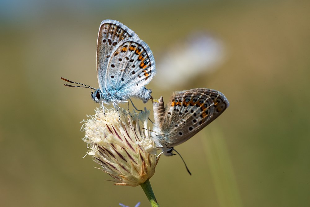 Бабочки умеют лето проводить)