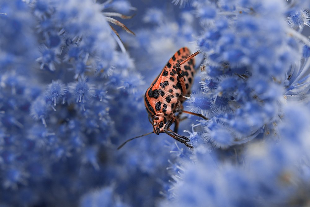 Photograph by Дмитрий Ру