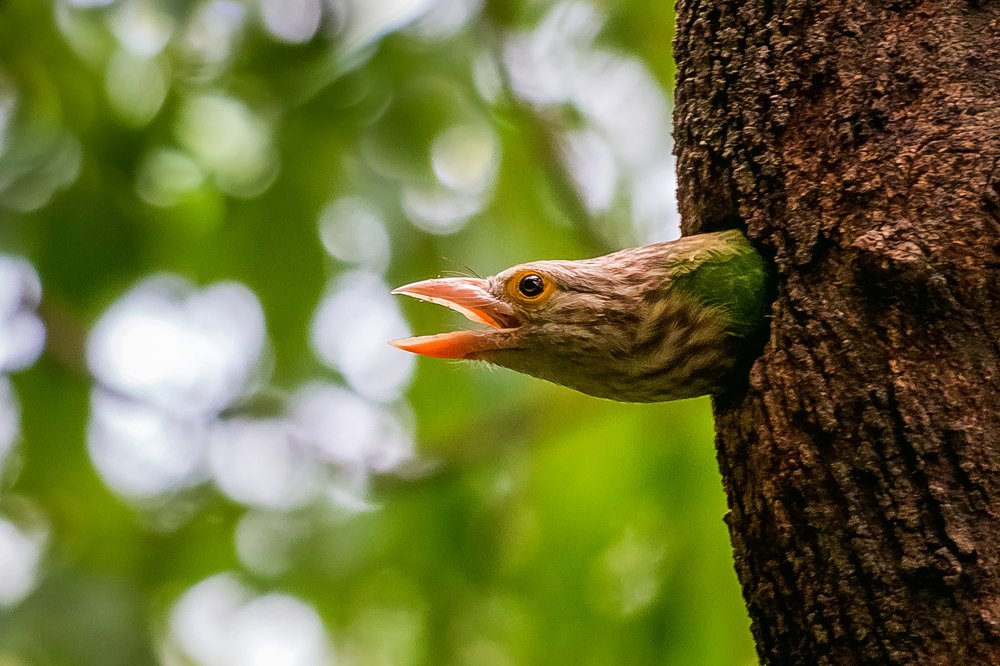 Lineated Barbet (Megalaima lineata)
