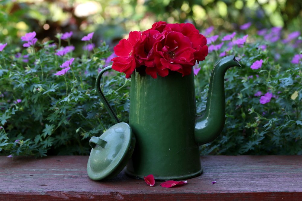 Фотография автора Елена Колосова