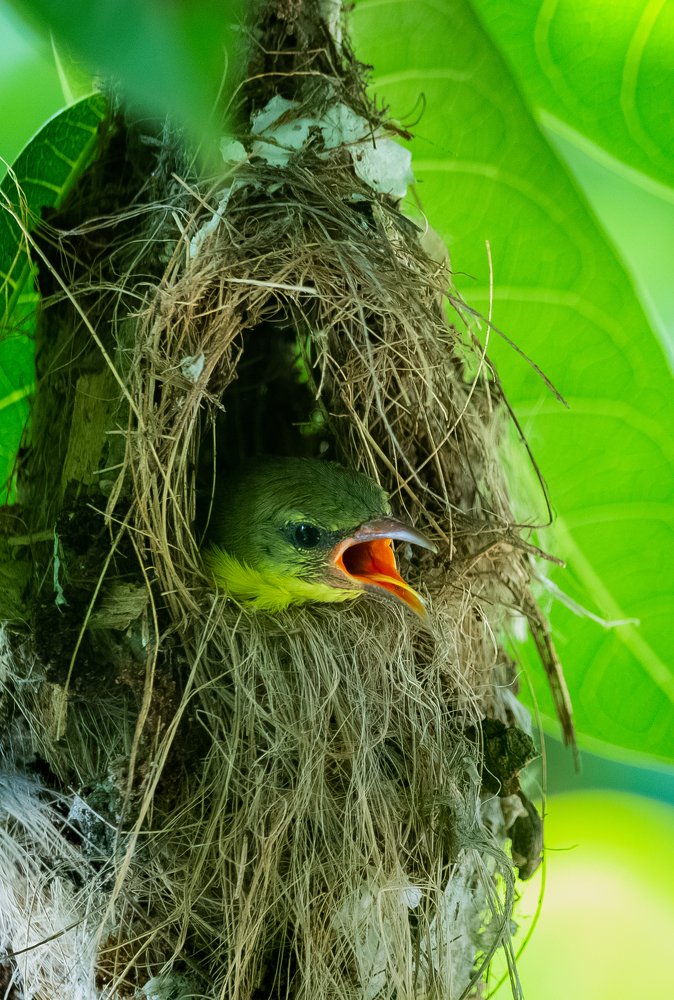 Purple-rumped Sunbird