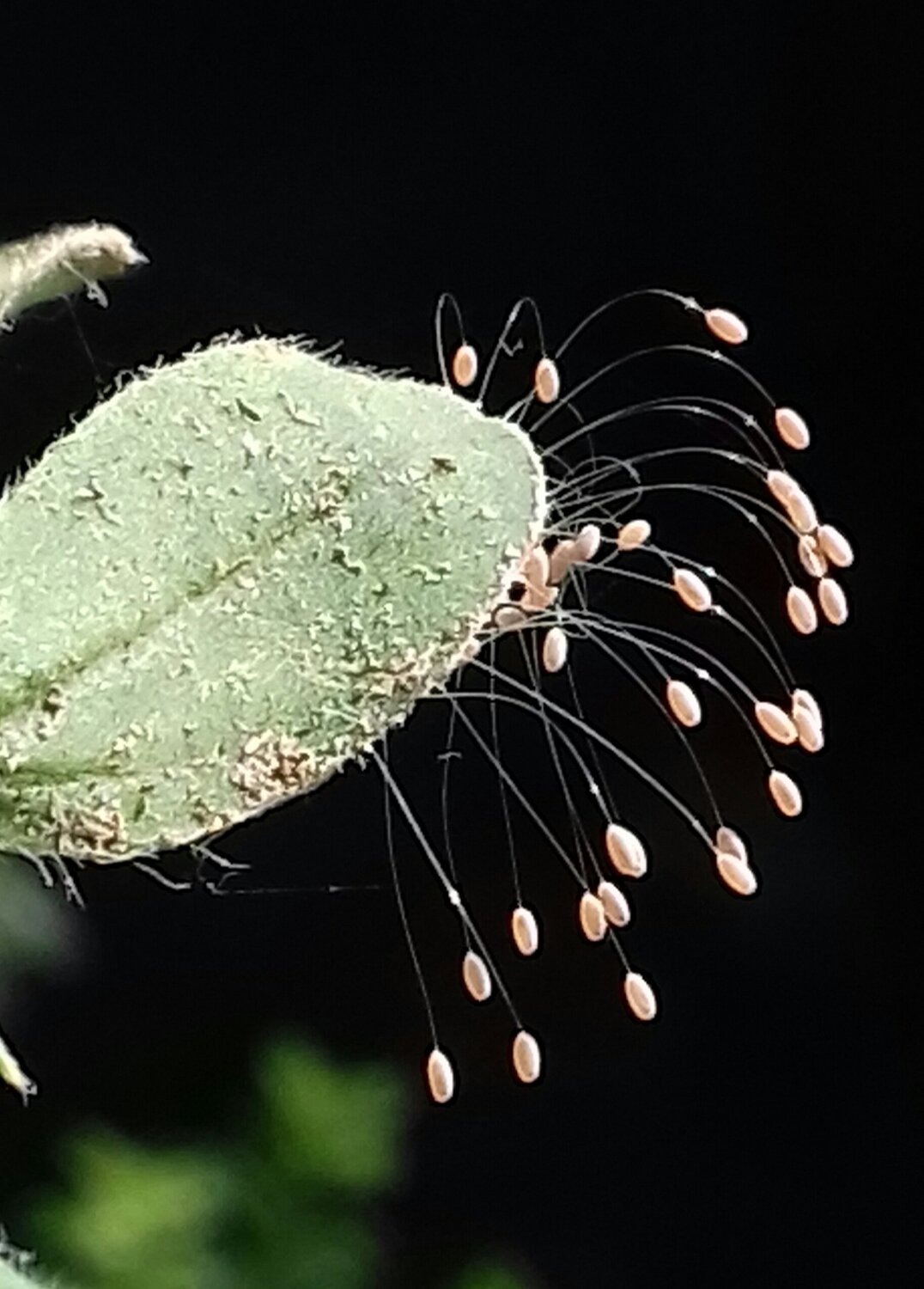 Eggs of Lacewings flies