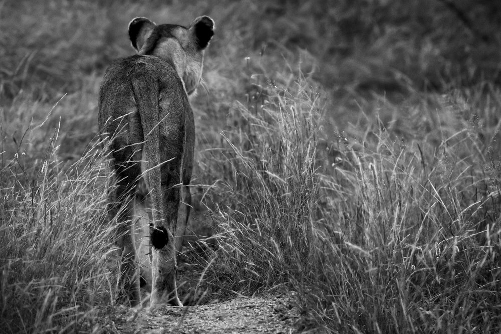 Photograph by Ooms Gert