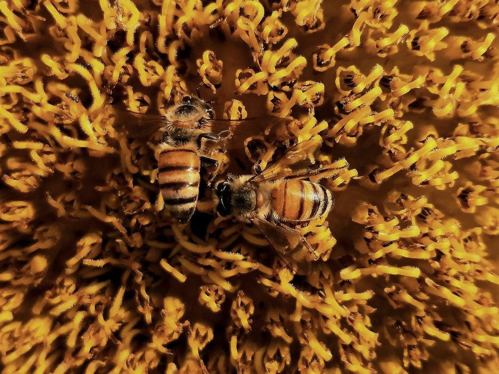 Busy as a Bee