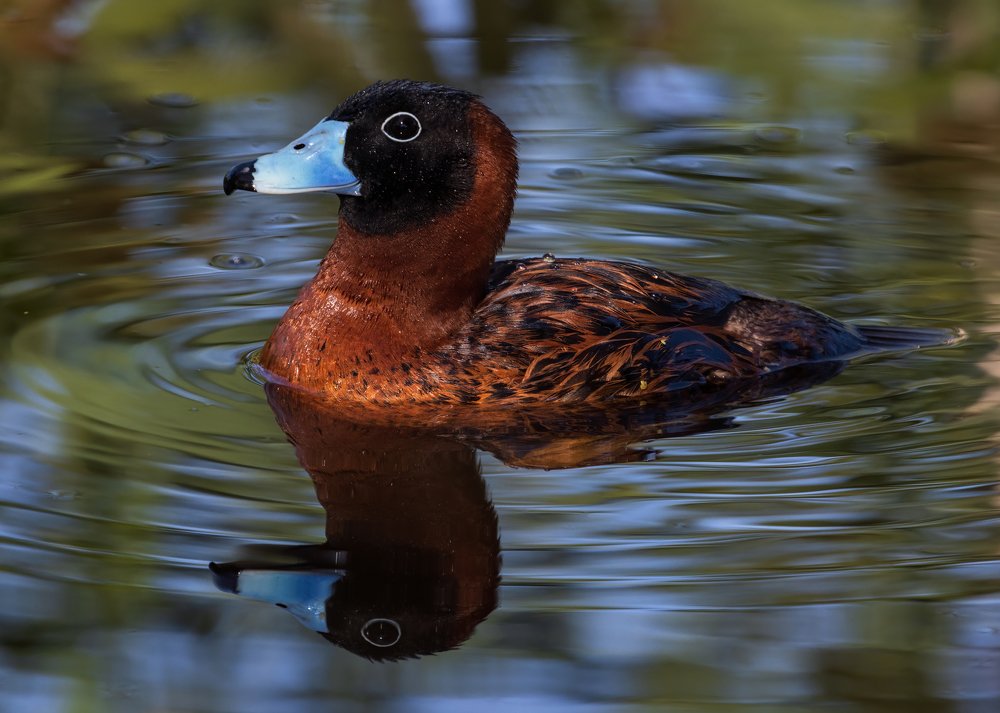 Beauty Reflex of Masked Duck Male