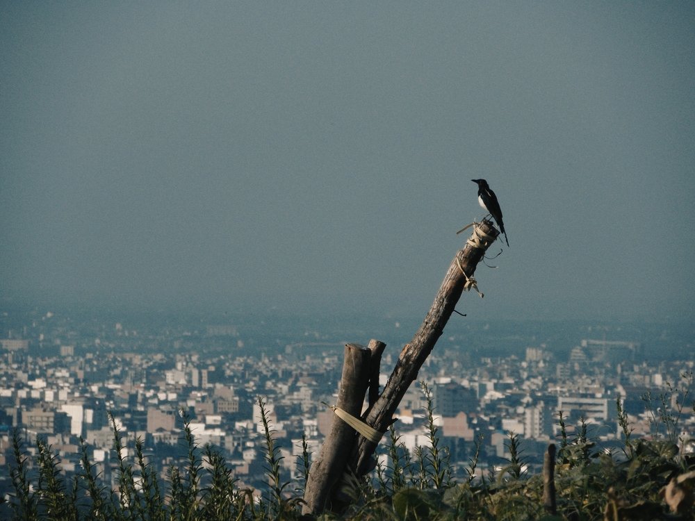 Photograph by Ali Sadati