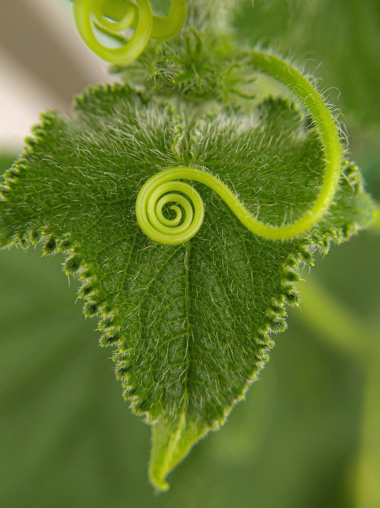 Когда усы к лицу