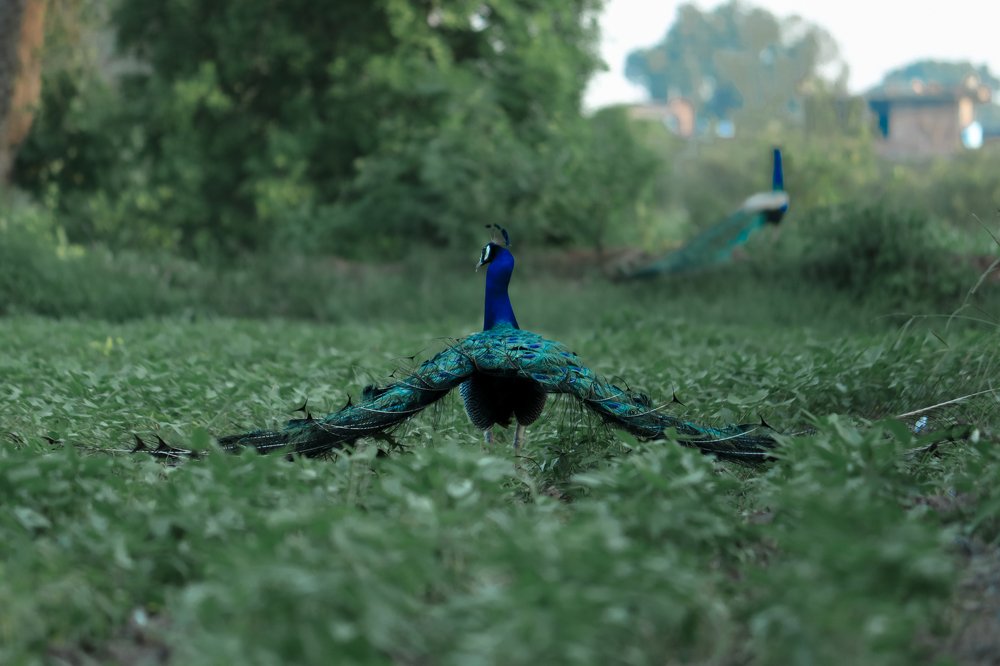 Photograph by Aman Prajapat