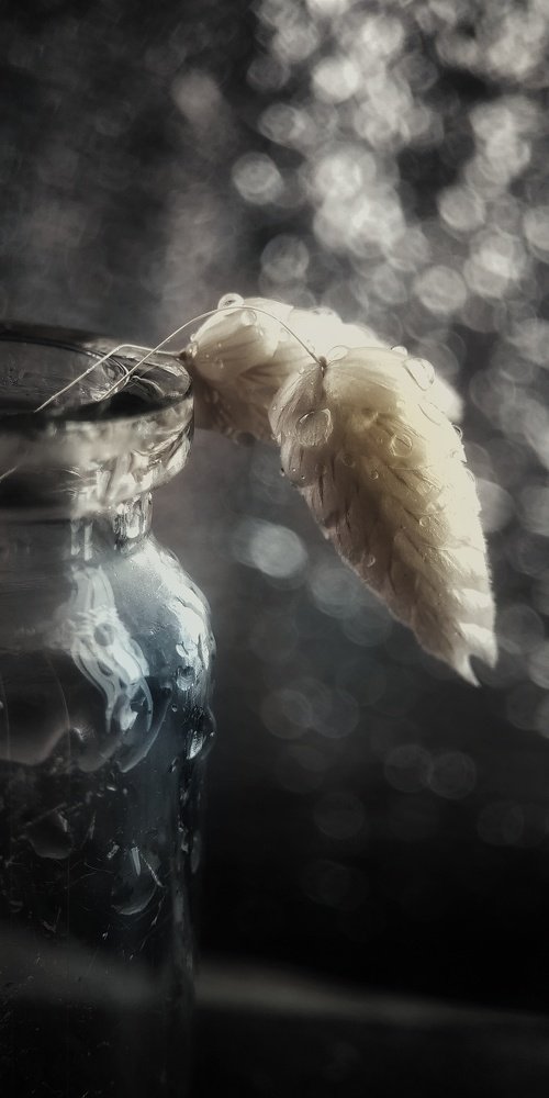 Photograph by Юлия Марфонова