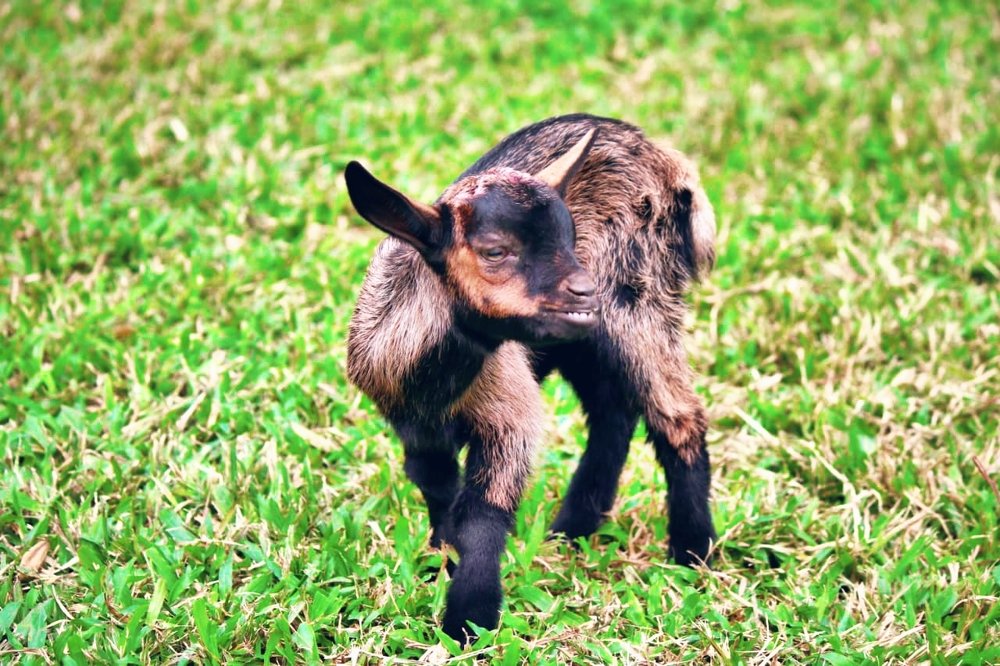 Photograph by Mostafa Shahriar