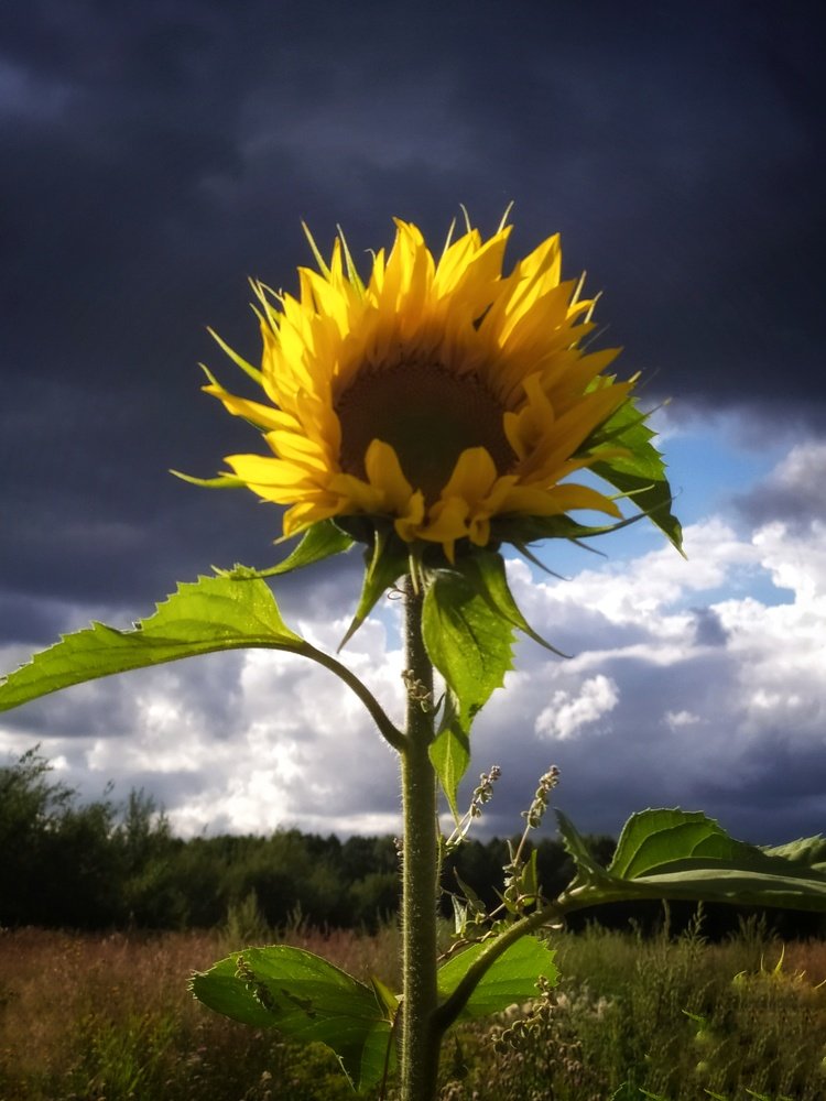 Photograph by Любовь Сухова