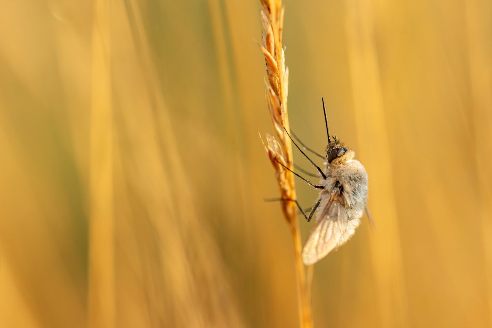 Photograph by  Светослав Радков