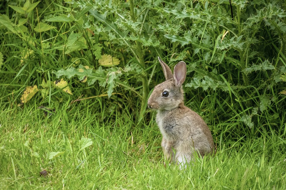 Photograph by Сергей Нагель-Синегубов