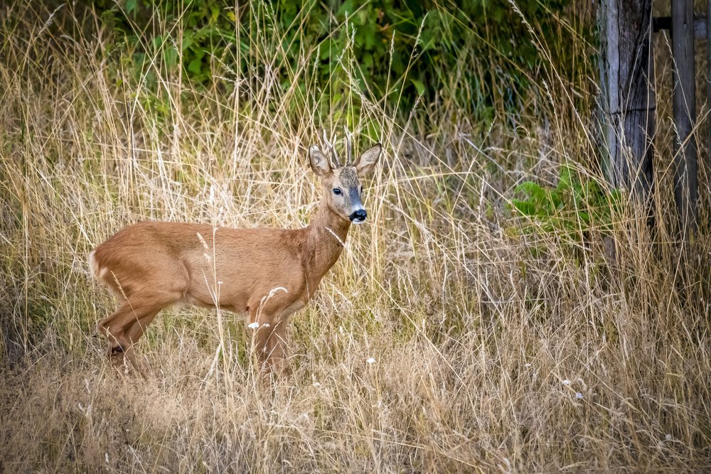 Photograph by Сергей Нагель-Синегубов