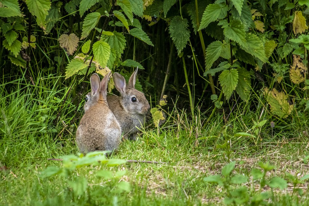 Photograph by Сергей Нагель-Синегубов