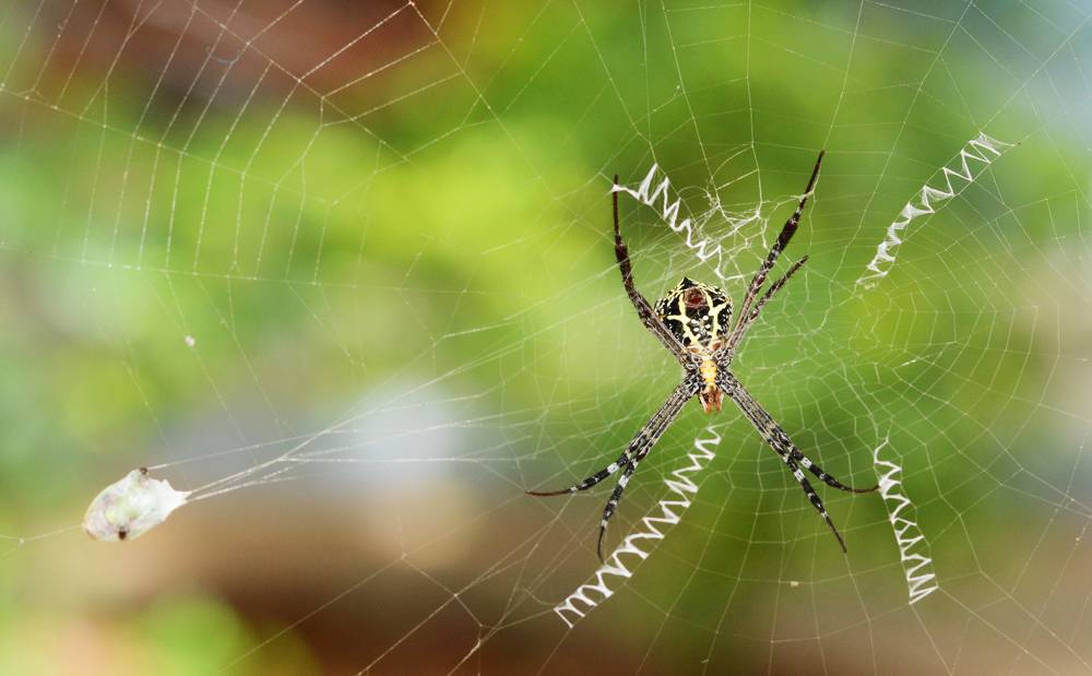 Photograph by Prabhu Viswanathan