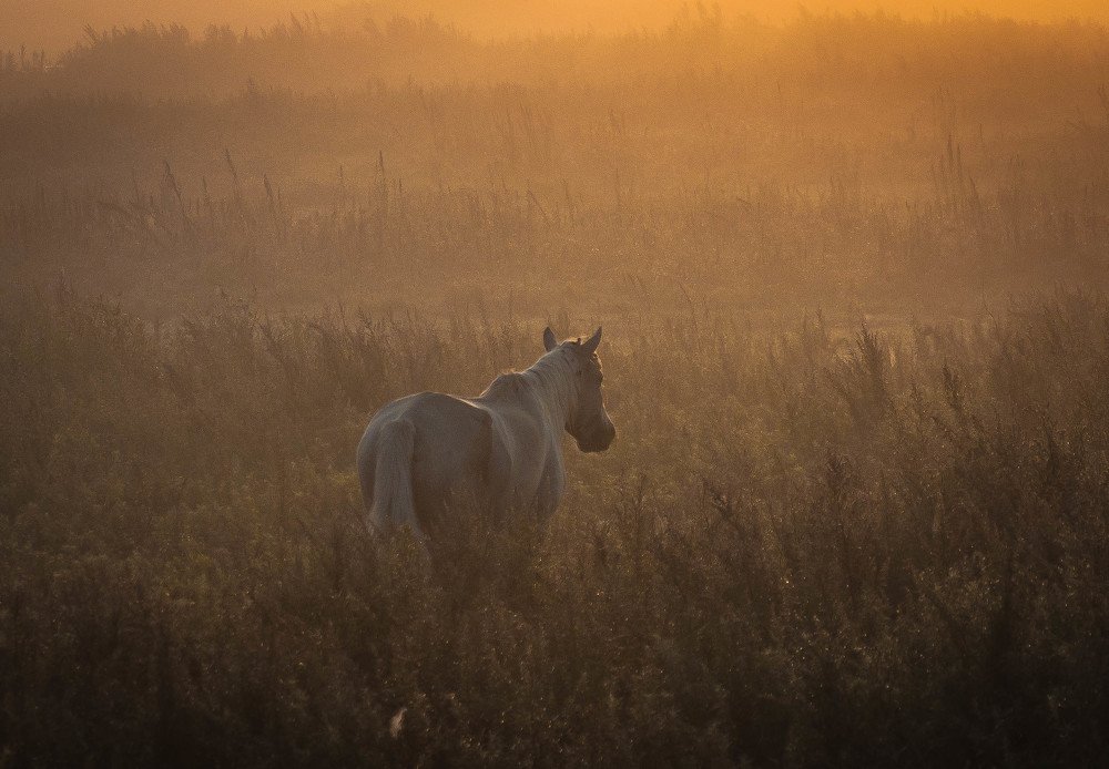 Лошадкаааааааа..)