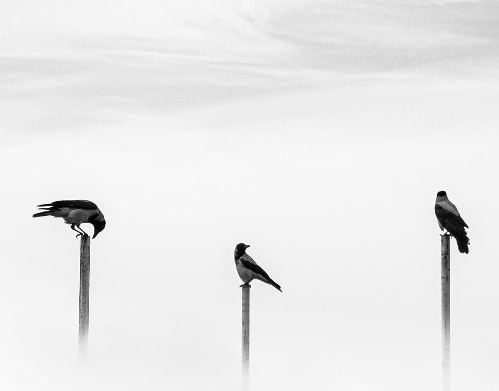 Photograph by Alireza Zaghian