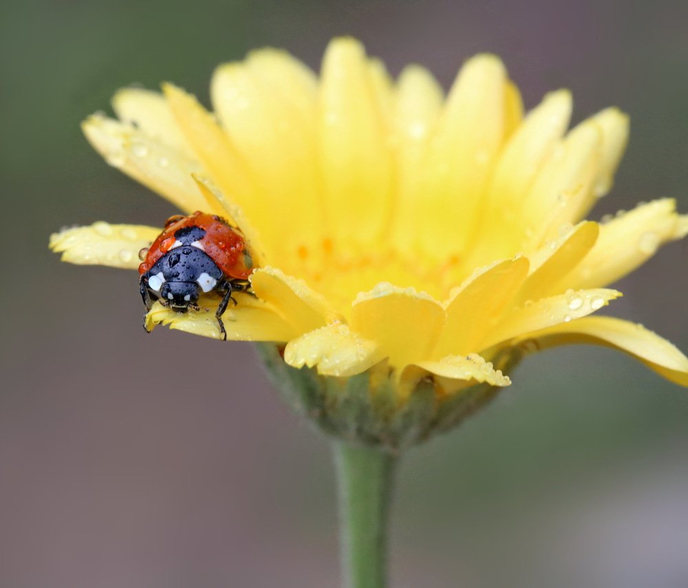 Photograph by Игорь Осипов