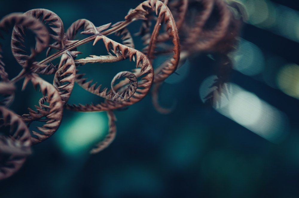 Photograph by Анна Нуразян