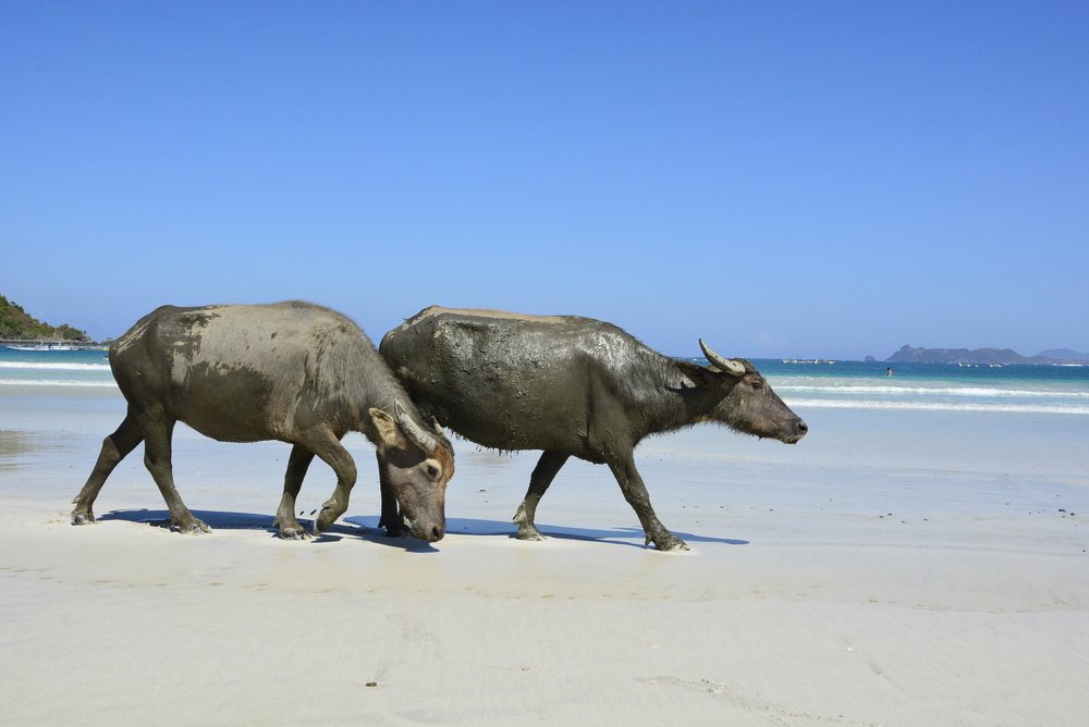 Photograph by Ksenija-Sena Kovacevic