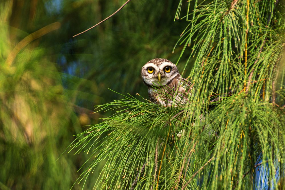 Photograph by Sameer Bhalekar