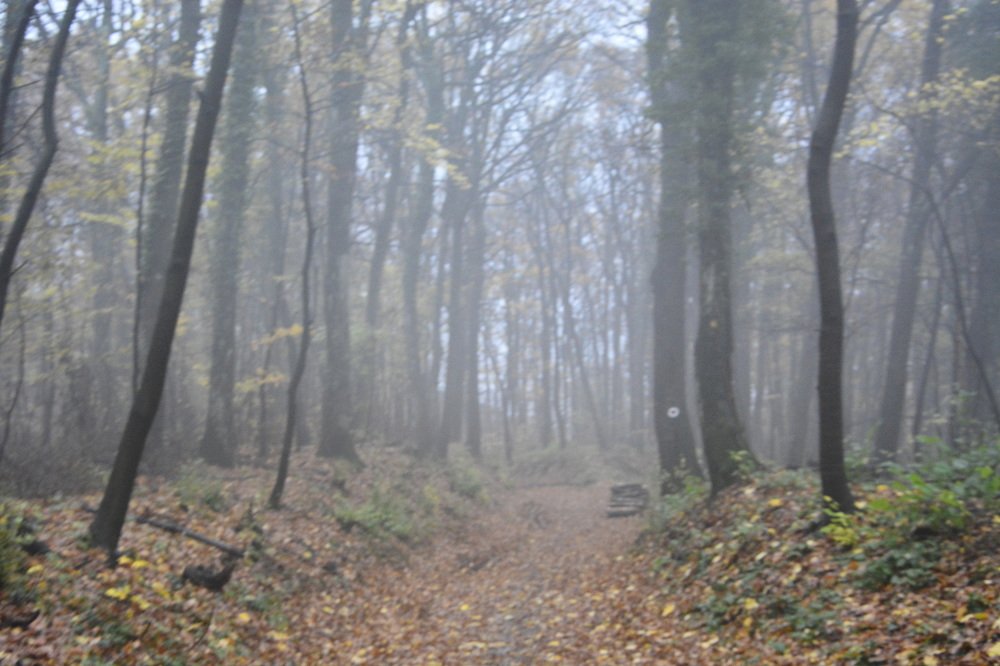 Photograph by Ksenija-Sena Kovacevic