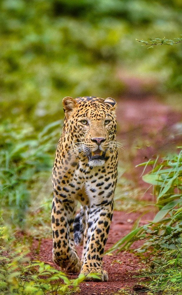 Photograph by Amit Sharma