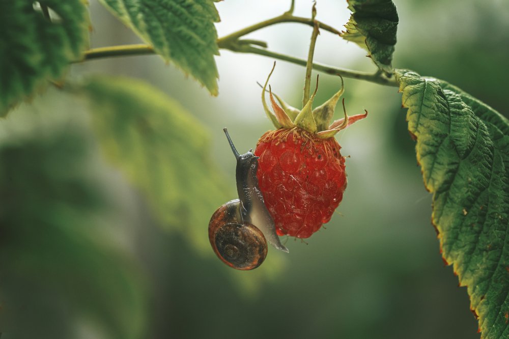 Photograph by Максим Вышарь