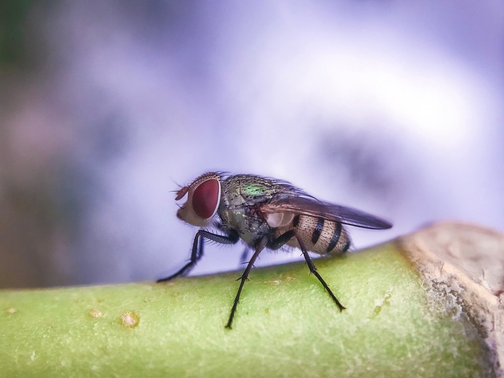 Lonely blue bottle fly