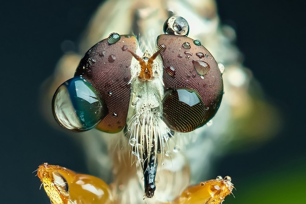 Compound eye of Robberfly