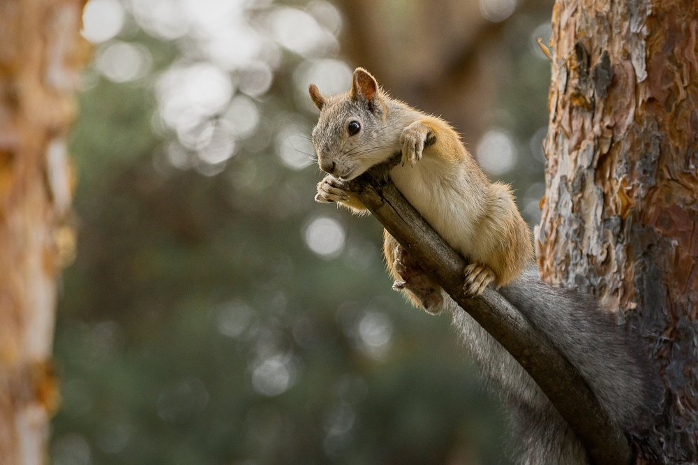 Лежу, отдыхаю.