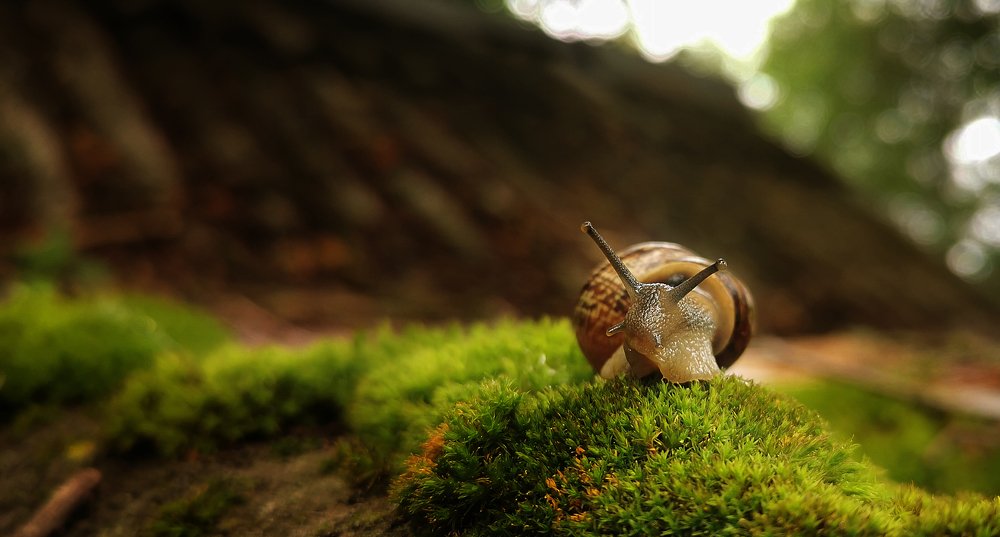 Photograph by Александр Шемятенков