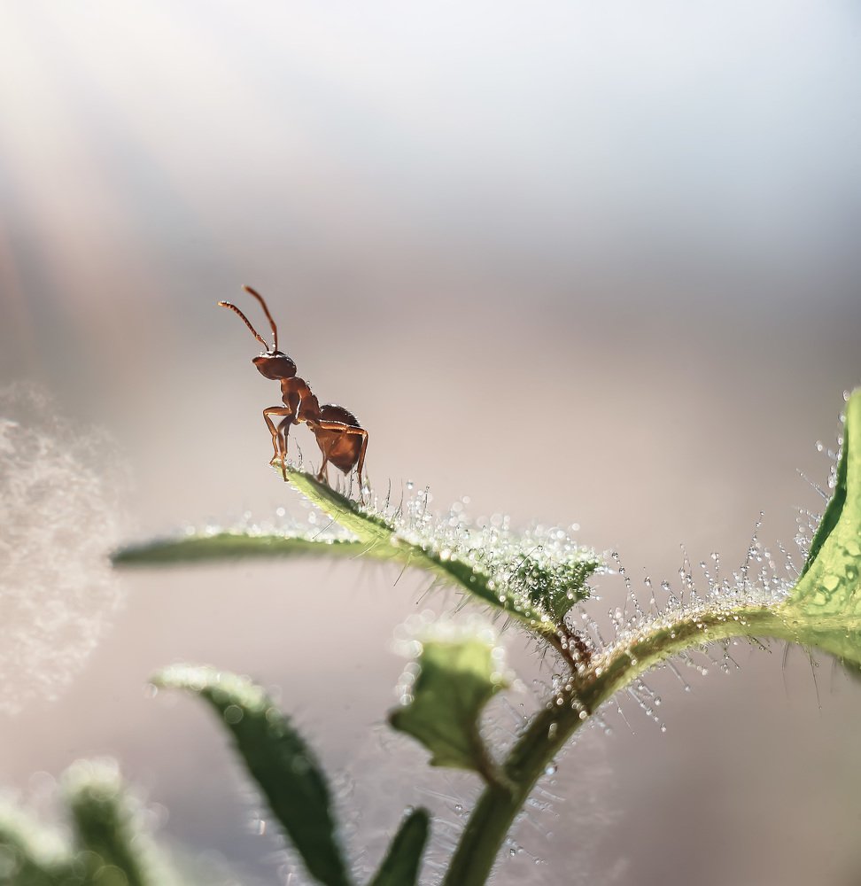 Photograph by Тарасова Ольга