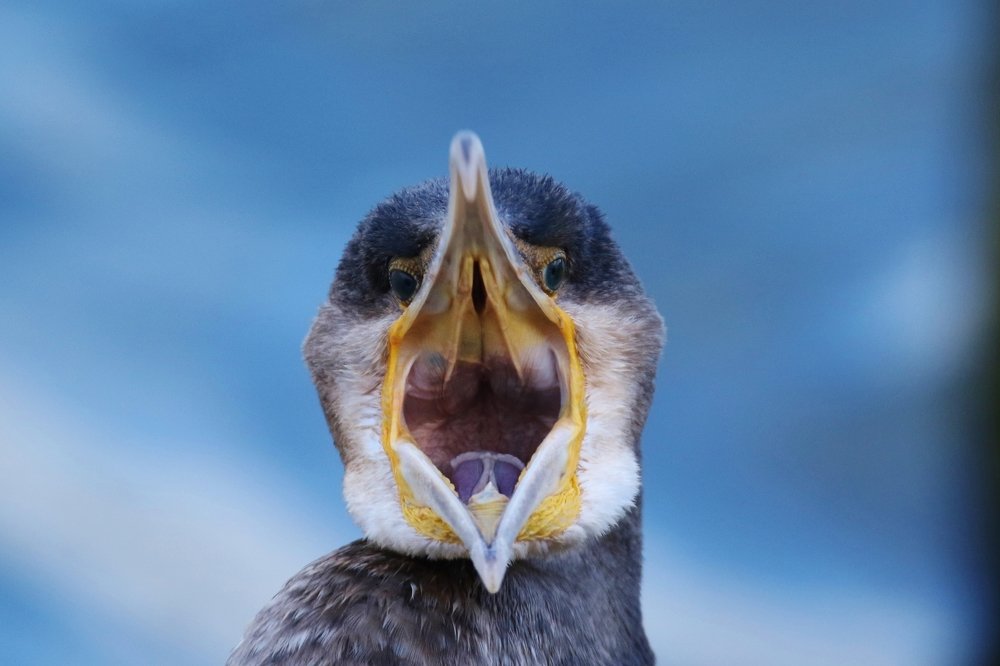 Photograph by philippe lahiton