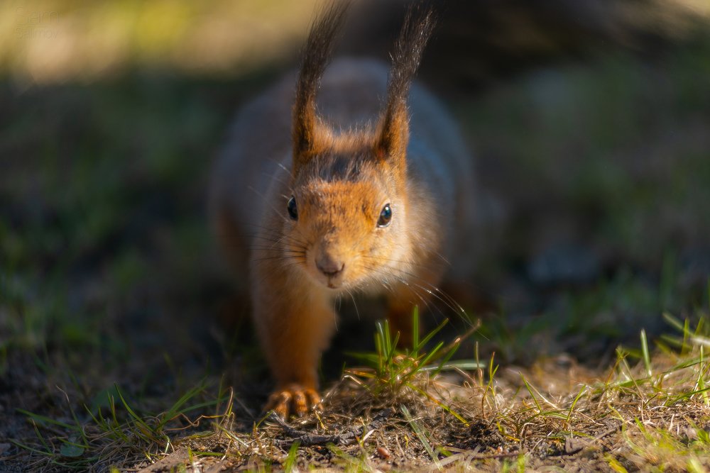 Photograph by Илькин Салимов