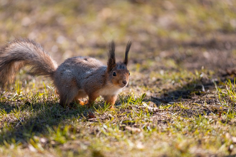 Photograph by Илькин Салимов